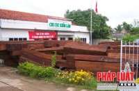 Gỗ lậu bị bắt giữ tại Chi cục Kiểm lâm Tiền Giang.