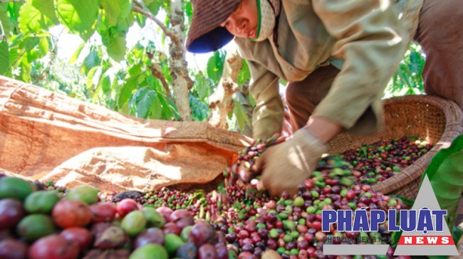 Nông dân Tây Nguyên thu hoạch cà phê. Ảnh: Dân trí