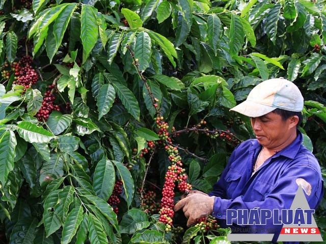 Nông dân huyện Krông Păk (Đăk Lăk) thu hoạch cà phê.