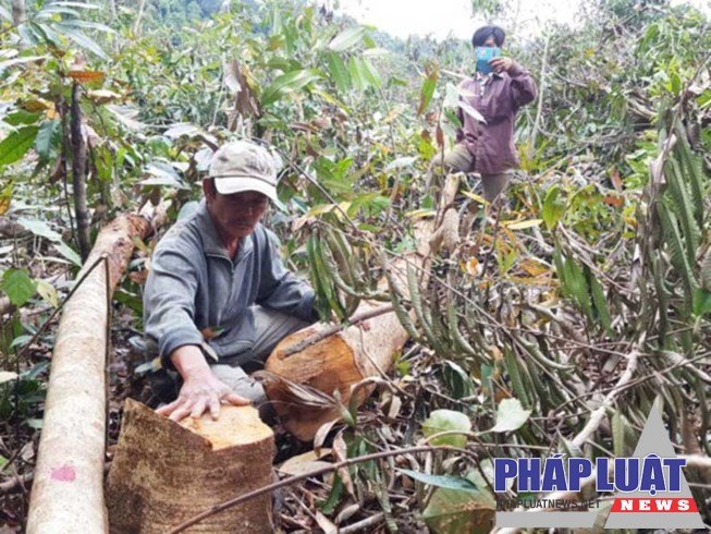 Xử lý trách nhiệm người đứng đầu là rất quan trọng trong việc triệt tiêu tình trạng “tiền trảm hậu tấu”.