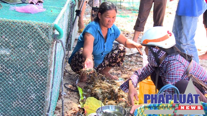 Người nuôi tôm hùm ở Sông Cầu thiệt hại nặng vì tôm chết kỷ lục - Ảnh: AN NGUYÊN