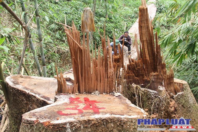 Truy nã hai nghi can cầm đầu vụ phá rừng lim cổ thụ tại Quảng Nam